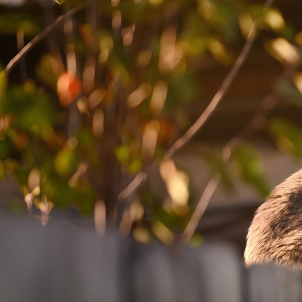 fence installation workers